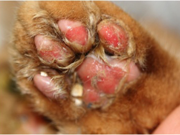 03-fcv-virulent-systemic-disease-paws-uwe-truyen