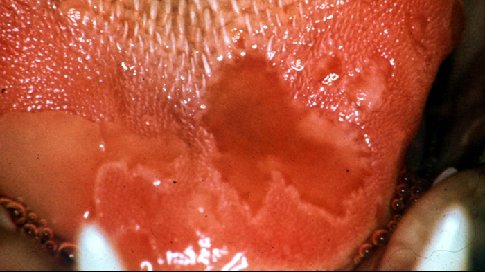 04-03-fcv-calici-tongue-map-lesions-marian-c-horzinek-1024x642
