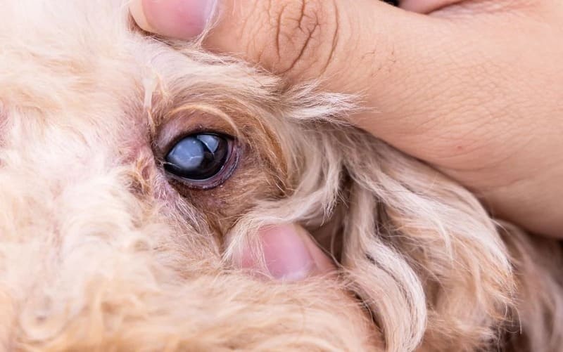 benh-duc-mat-o-cho-3