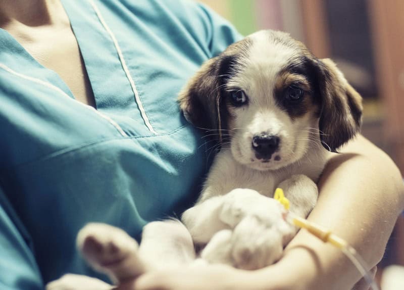 benh-parvo-o-cho-co-chua-duoc-khong-2