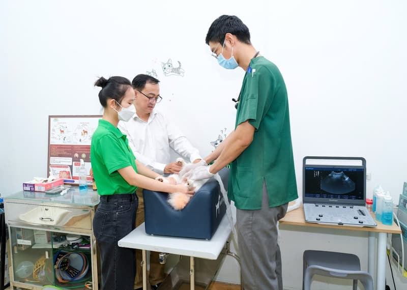 benh-parvo-o-cho-co-chua-duoc-khong-5