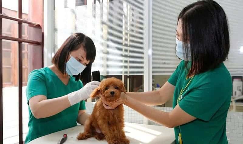 grooming-cho-meo-tphcm-1-10