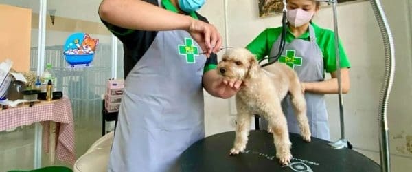 grooming-cho-meo-tphcm-11