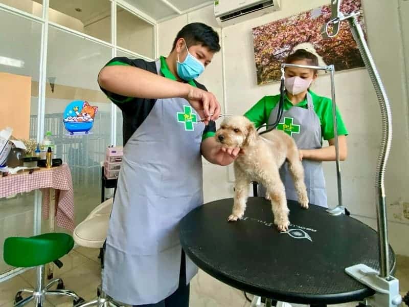 grooming-cho-meo-tphcm-11
