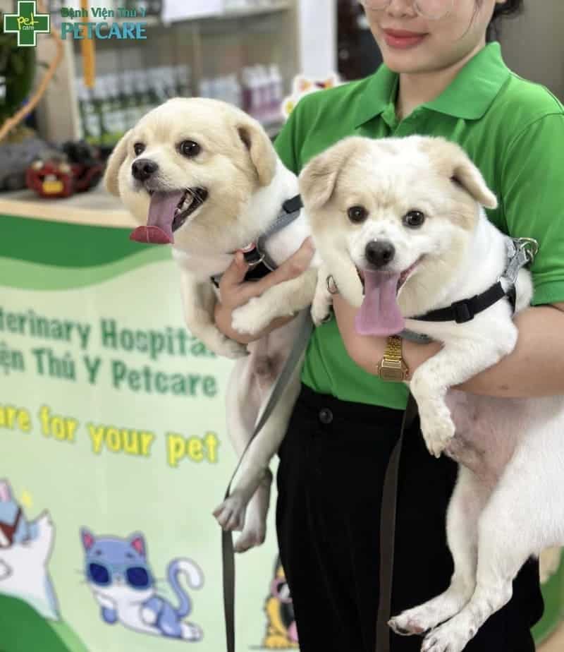 grooming-cho-meo-tphcm-3