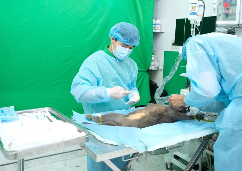 phau-thuat-cho-thu-cung-quan-7-1