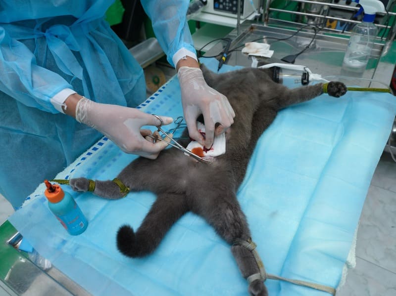 phau-thuat-cho-thu-cung-quan-7-2