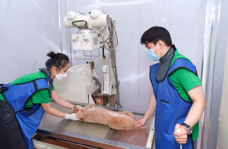 phau-thuat-cho-thu-cung-quan-7-3