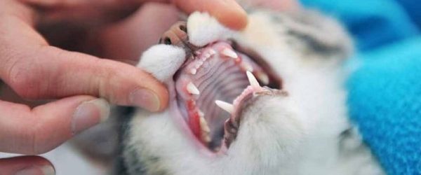 meo-bi-lo-loet-mieng-7