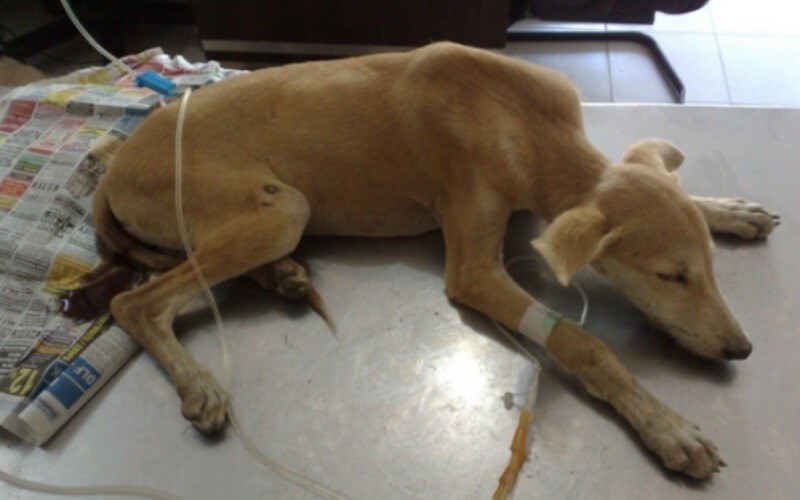 benh-viem-ruot-o-cho-1