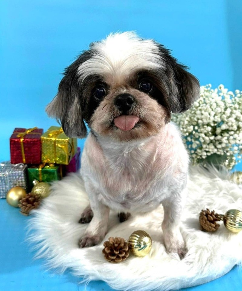 grooming-thu-cung-phuong-an-khanh-1