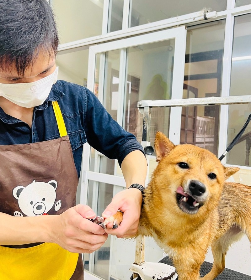 grooming-thu-cung-quan-7-4