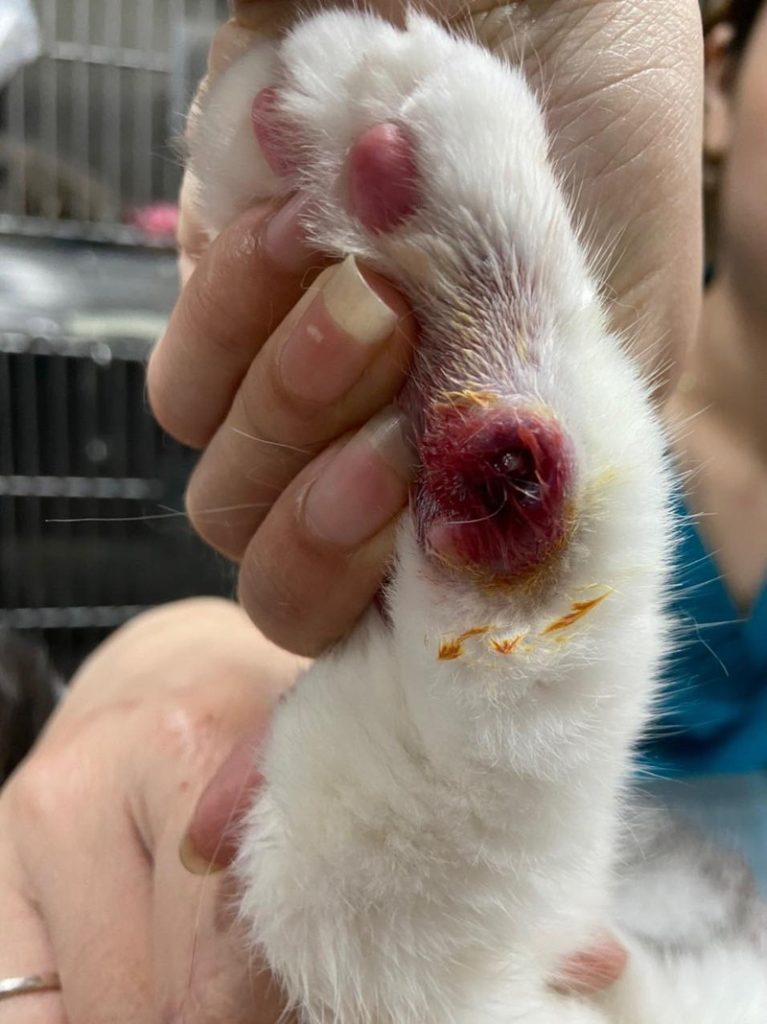 hoai-tu-ngon-chan-o-cho-1