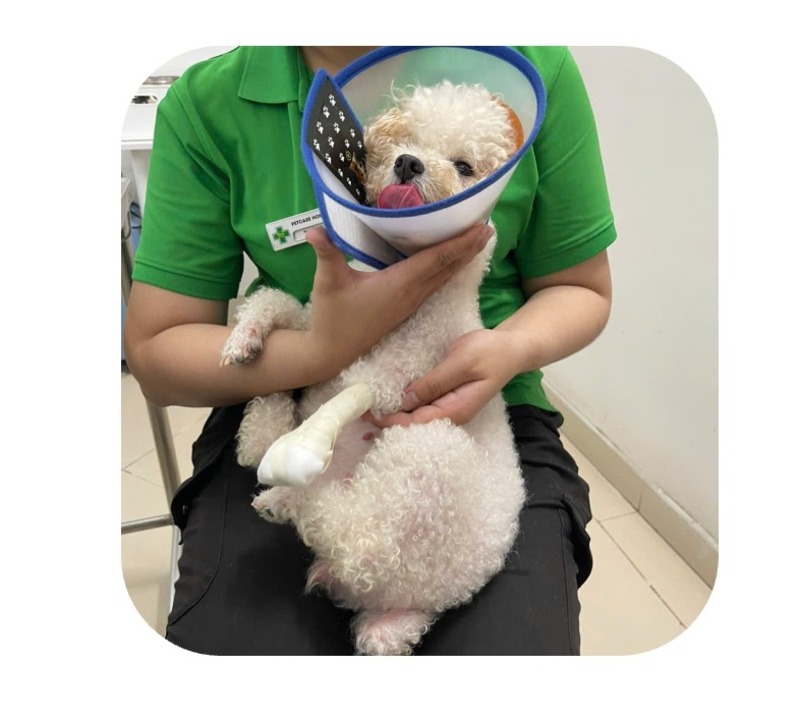 hoai-tu-ngon-chan-o-cho-4