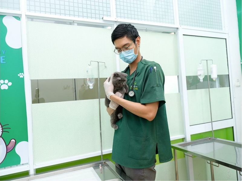 phau-thuat-cho-thu-cung-tphcm-1