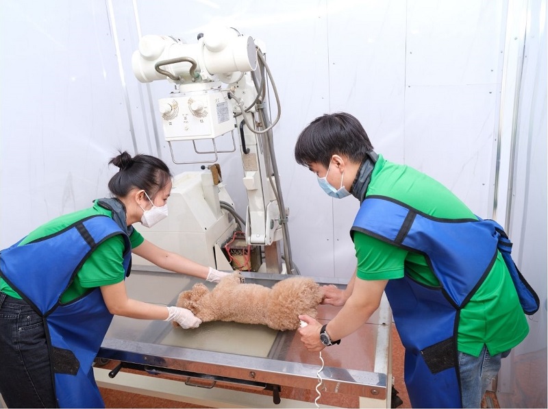 phau-thuat-cho-thu-cung-tphcm-2