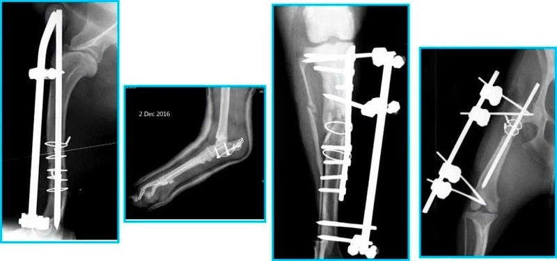 phau-thuat-xuong-khop-o-meo-1