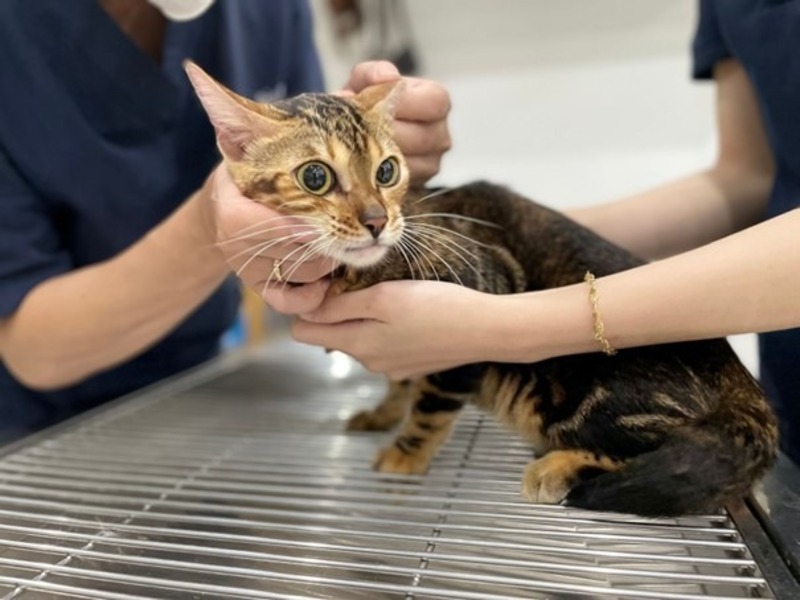 phau-thuat-xuong-khop-o-meo-2