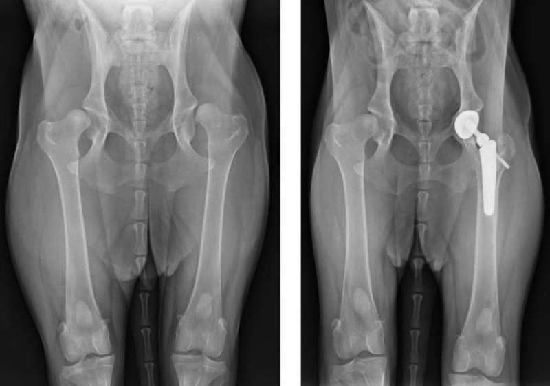 phau-thuat-xuong-khop-o-meo-3