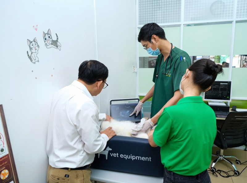 phau-thuat-xuong-khop-o-meo-4