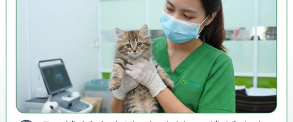 Bệnh Viện Thú Y PetCare