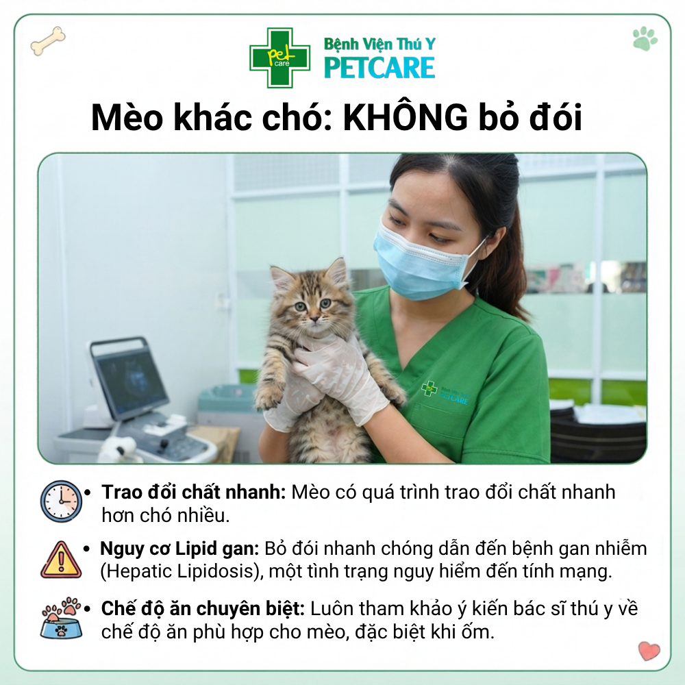 Bệnh Viện Thú Y PetCare